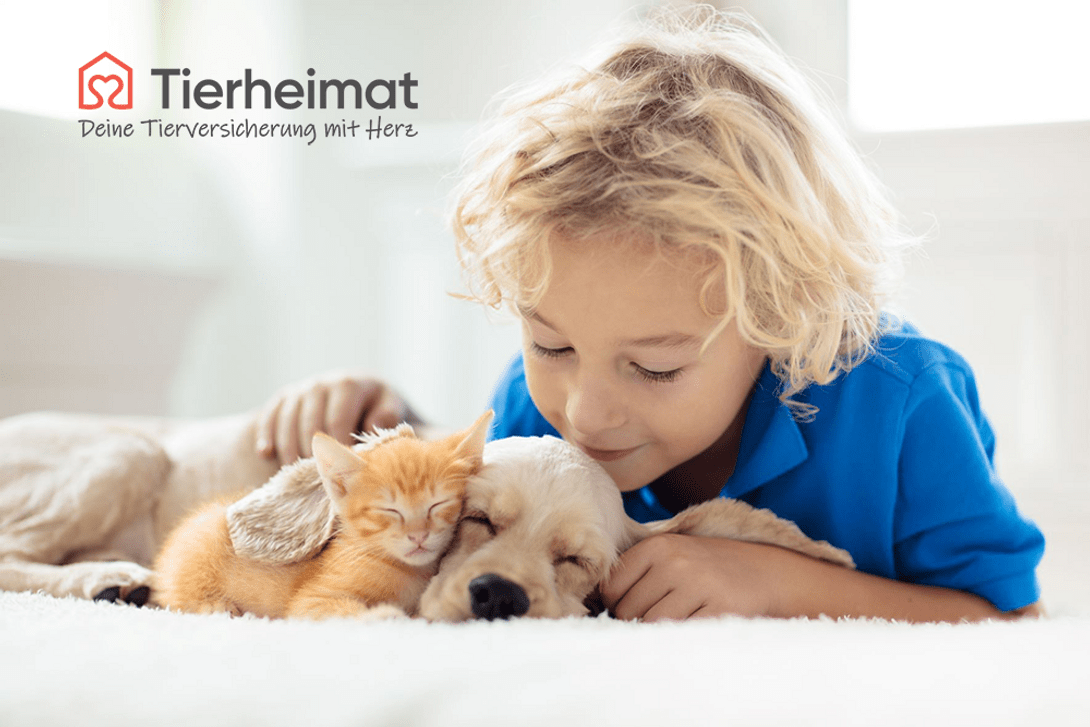 Jetzt Sparen! TOP Tierversicherung Für Deinen Hund Oder Deine Katze ...